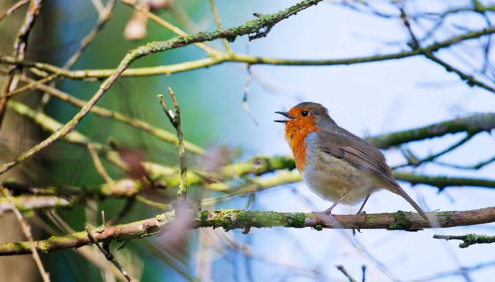 Les passereaux du sous-bois et de la lande